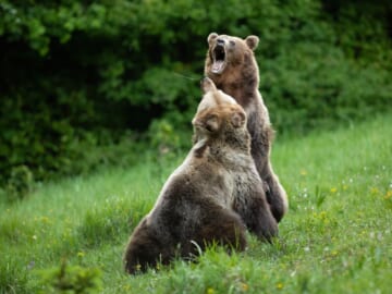 Bear Fights