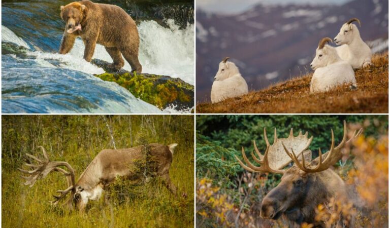 Where To See Bears, Whales, Moose, And More In Alaska!