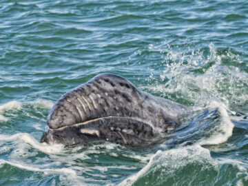 baby grey whale calf portrait while looking at you