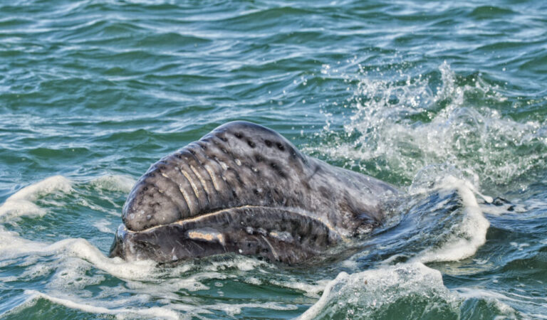 Whale Watching Season Is Here! How to See These Majestic Creatures Up Close and Personal