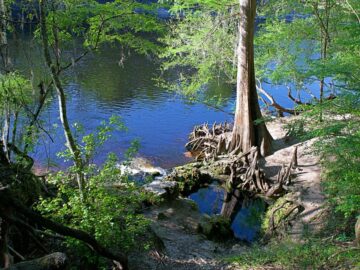 Spring head along Suwannee River Trail