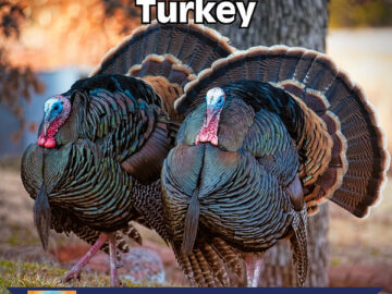 A History of the Turkey