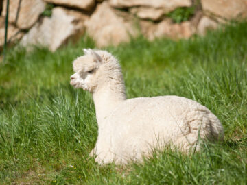 White fluffy Alpaca lying in the Grass