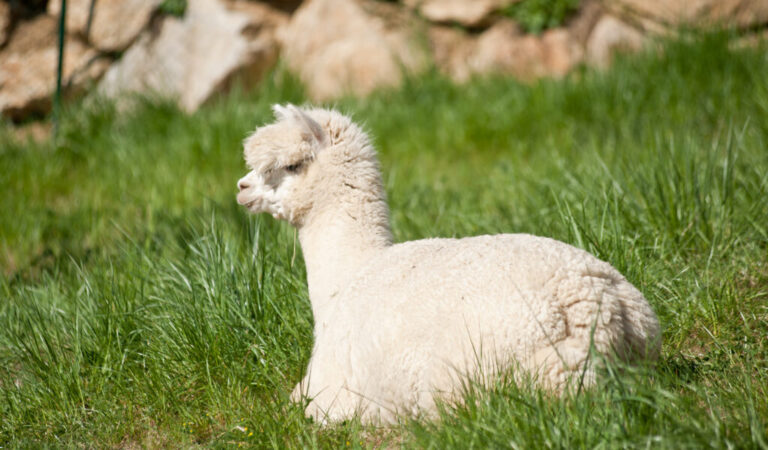 Adorable Alpacas! Why You Should Spend an Afternoon at Mistletoe Farm Tennessee!