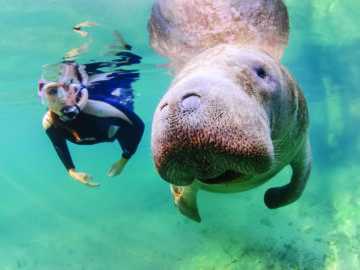 Manatee and snorkeler