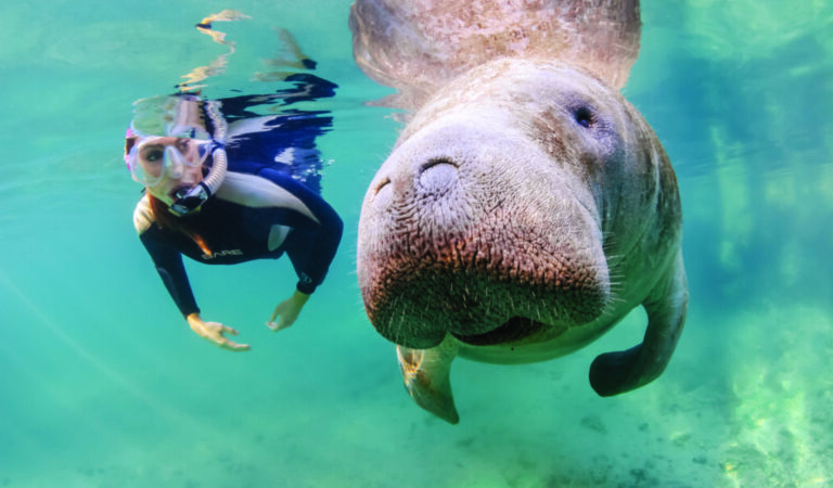 Will Swimming With Manatees Continue After They Return to the Endangered List