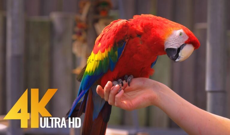 Colorful Parrots with Relaxing Music and Bird Sounds – Beautiful Tropical Birds in 4K Ultra HD