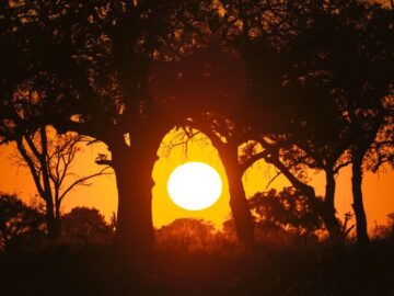 Safari Symphony at &Beyond Tented Camps in Botswana