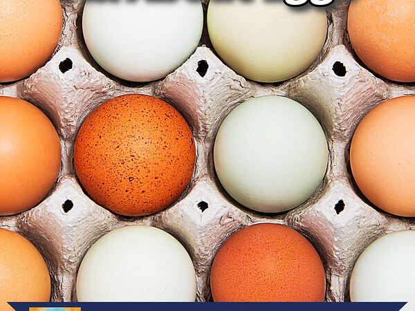 Everything You Ever Wanted To Know About Eggs