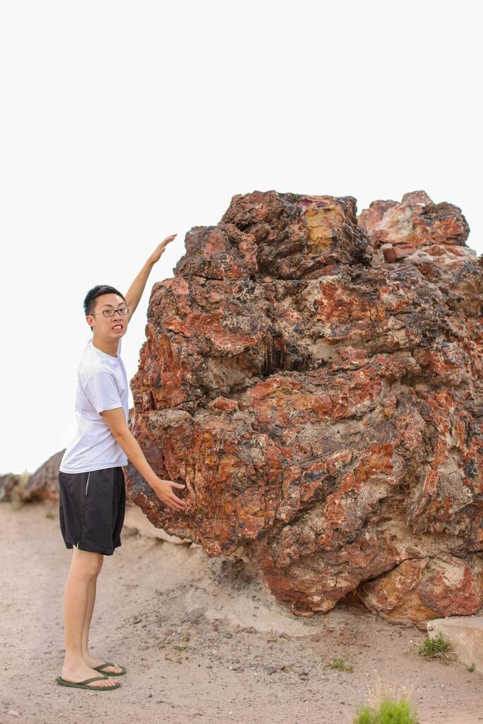 things to do in petrified forest national park