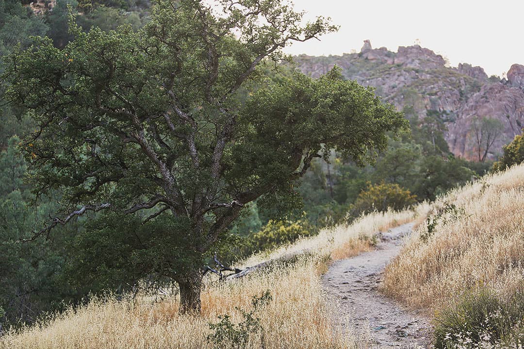 Pinnacles National Park Trails