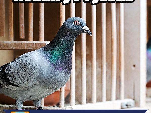 Homing Pigeons